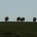 sheep on Yorkshire hillsides to see during your cottage holiday