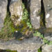 dry stone walls are a feature of Yorkshire walls and cottages