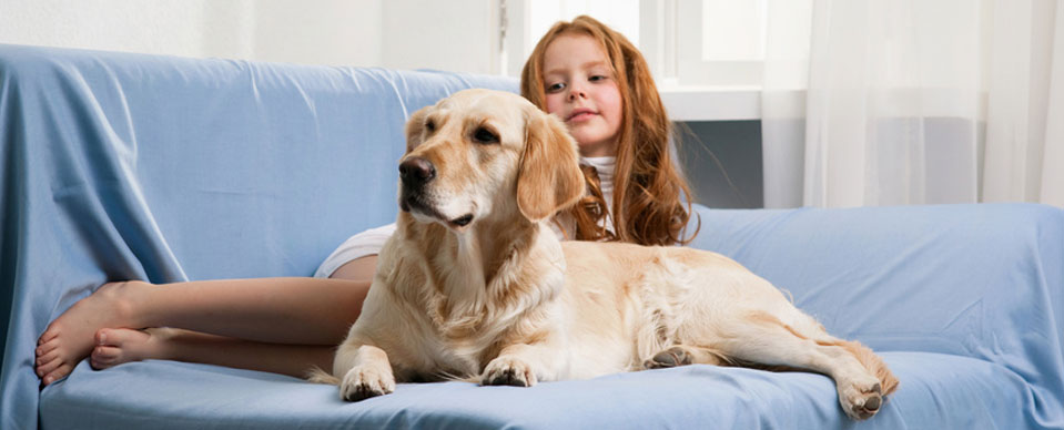 pet friendly self catering accommodation in bradford