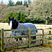 dog friendly cottage holidays in the Yorkshire countryside